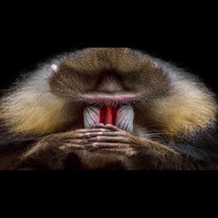 MTG - Jungle Flow (Explicit)