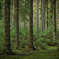 Natürliche Klänge für Sie and Naturgeräusche zur Entspannung - Waldgeräusche: Singende Vögel, Sanft Summende Bäume