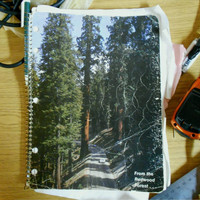 Lupis - From the Redwood Forest