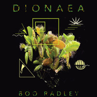 Boo Radley - Dionaea