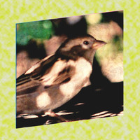Sparrows - International Sparrow Day