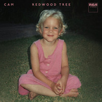 Cam - Redwood Tree
