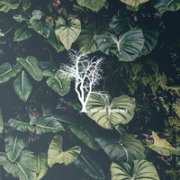 Almoon - Planetoid