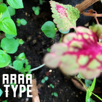 Araa / - Type