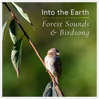 Into the Earth - Forest Sounds and Birdsong