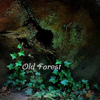David King - Old Forest