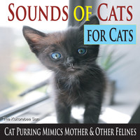 The Kokorebee Sun - Sounds of Cats for Cats (Cat Purring Mimics Mother & Other Felines)