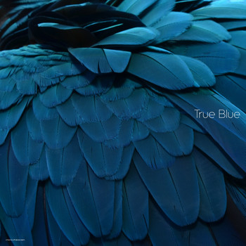 Various Artists - True Blue