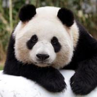 Schubert - Panda