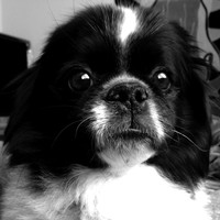 Corey Allison Music - Fu Manchu Lives