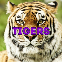 KH4OT1C - Tigers