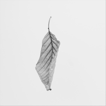 Chalice - Lost Connection
