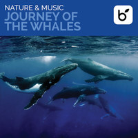David Arkenstone - Nature & Music: Journey Of The Whales