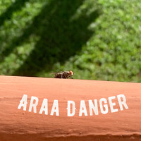Araa / - Danger