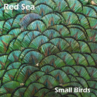 Red Sea - Small Birds