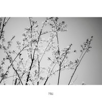 Novel - March 31st, the last spring