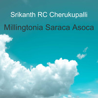 Srikanth RC Cherukupalli / - Millingtonia Saraca Asoca