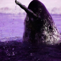 Visceral - Narwhal (Explicit)