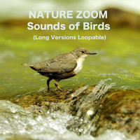 Nature Zoom - Sounds of Birds (Long Versions Loopable)