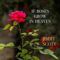JIMMY SCOTT - If Roses Grow in Heaven