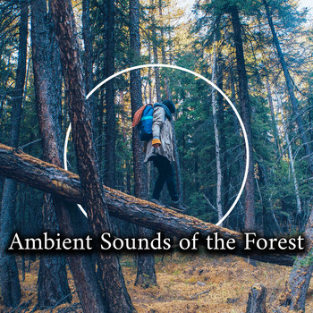 Positive Energy Academy, Nature Music Sanctuary - Ambient Sounds of the Forest - Collection of Wonderfully Relaxing Sounds of Birds, Water and Wind, The Greatest Nature Sounds, Healing Therapy, Harmony of Senses, Feel So Good, Relaxation Breeze