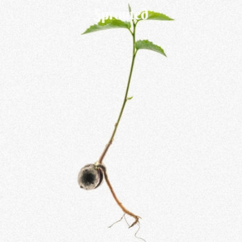 Various Artists - Sprouted