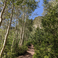 Becky Veigel - Trail Through the Woods