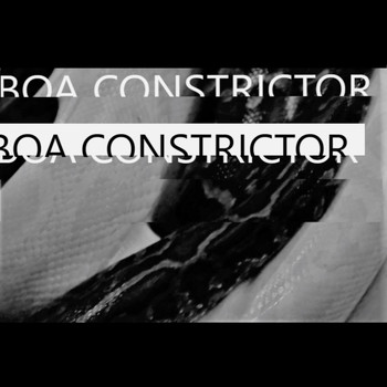 Yammerer - Boa Constrictor