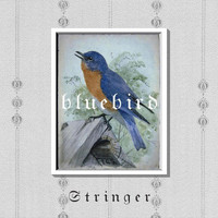 Stringer - Bluebird