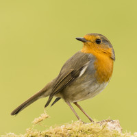 Chant d'Oiseaux, Réserve de Sons Naturels and Zone Sons de la Nature - Oiseaux Dans La Forêt: Ambiance Naturelle Pour Un Bon Sommeil