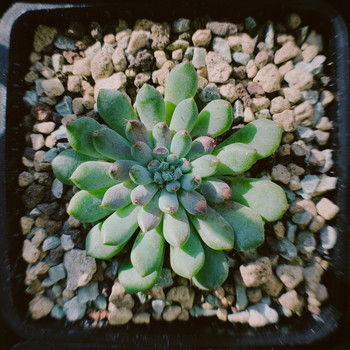 An-Jay - Succulent