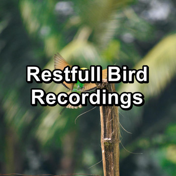 Sleep - Restfull Bird Recordings