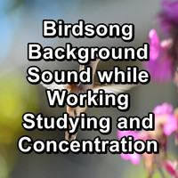 Calming Bird Sounds - Birdsong Background Sound while Working Studying and Concentration