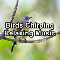 Birds - Birds Chirping  Relaxing Music