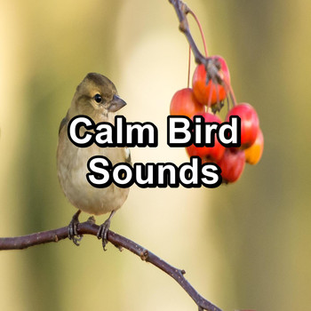 Nature - Calm Bird Sounds