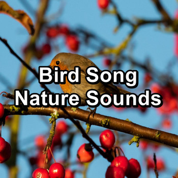 Sounds and Birds Song - Bird Song Nature Sounds