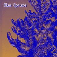 Deer - Blue Spruce