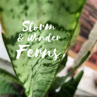 Storm & Wonder / - Ferns