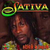 Sativa - Stick a Bush