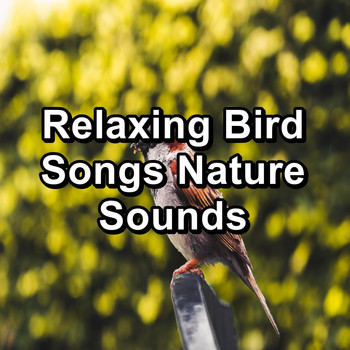 Calming Bird Sounds - Relaxing Bird Songs Nature Sounds