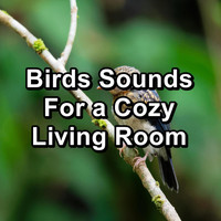 Calming Bird Sounds - Calm Bird Sounds for Babies Deep Sleep