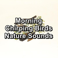 Calming Bird Sounds - Morning Chirping Birds Nature Sounds