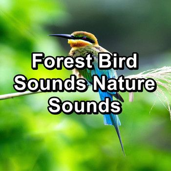 Sleep - Forest Bird Sounds Nature Sounds