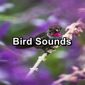 Nature Bird Sounds - Bird Sounds