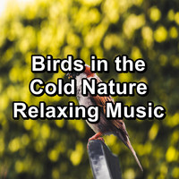 Birds - Birds in the Cold Nature Relaxing Music