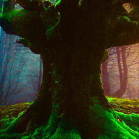 Robert Steen - Beneath the Ancient Trees