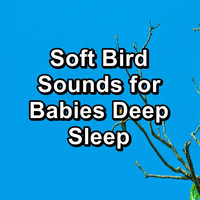 Birds - Soft Bird Sounds for Babies Deep Sleep