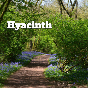 Mirage - Hyacinth
