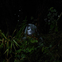 ENT - Phlegmcore (Explicit)