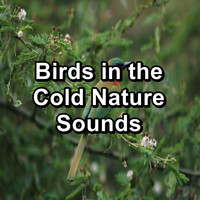 Calming Bird Sounds - Birds in the Cold Nature Sounds